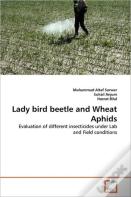 Lady Bird Beetle And Wheat Aphids