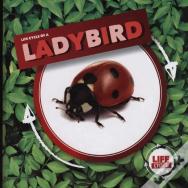 Ladybird