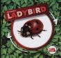 Ladybird - Preview