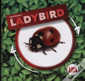 Capa do artigo Ladybird