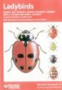 Ladybirds - Preview