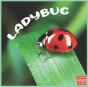 Ladybug 2022 Calendar - Preview