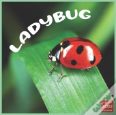 Ladybug 2022 Calendar
