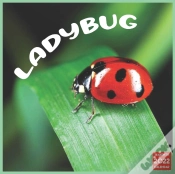 Capa do artigo Ladybug 2022 Calendar