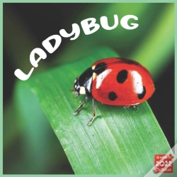 Capa do artigo Ladybug 2022 Calendar