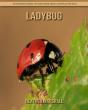 Ladybug - Preview