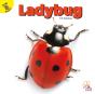 Ladybug - Preview