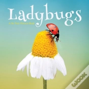 Capa do artigo Ladybugs, A No Text Picture Book