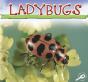 Ladybugs - Preview