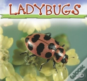 Capa do artigo Ladybugs