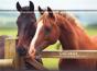 L'Agenda-Calendrier Chevaux 2017 - Preview