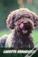 Lagotto Romagnolo