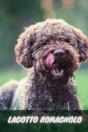 Lagotto Romagnolo - Preview