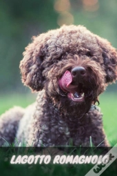 Lagotto Romagnolo