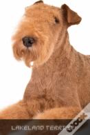 Lakeland Terrier