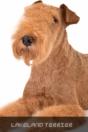 Lakeland Terrier - Preview