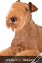 Capa do artigo Lakeland Terrier