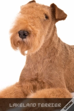 Capa do artigo Lakeland Terrier