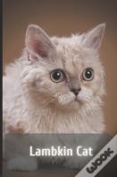 Lambkin Cat