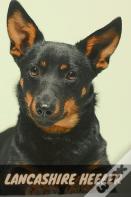 Lancashire Heeler
