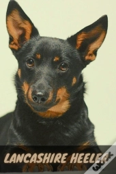 Lancashire Heeler