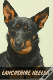 Capa do artigo Lancashire Heeler