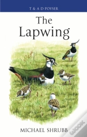 Lapwing
