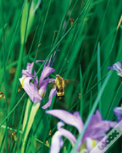 Large Wild Blue Iris Journal