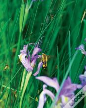 Large Wild Blue Iris Journal