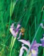 Large Wild Blue Iris Journal - Preview