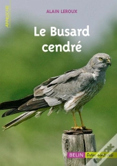 Le Busard Cendré