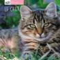 Le Chat - Preview