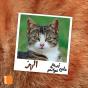 Le Chat - Preview