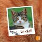 Le Chat - Preview