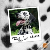 Capa do artigo Le Chien