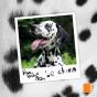 Le Chien - Preview
