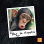 Le Chimpanze - Preview