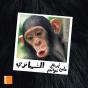Le Chimpanze - Preview