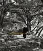 Le Choix Du Silence - Preview