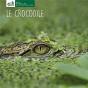 Le Crocodile - Preview