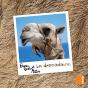 Le Dromadaire - Preview