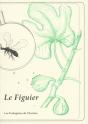 Le Figuier - Preview