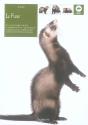 Le Furet - Preview