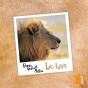 Le Lion - Preview