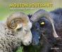 Le Mouton D'Ouessant - Preview