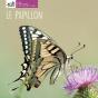 Le Papillon - Preview
