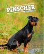 Le Pinscher - Preview