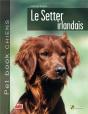 Le Setter Irlandais - Preview