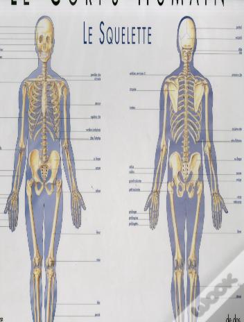 Le Squelette