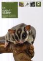 Le Sugar Glider - Preview